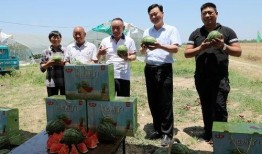 吃瓜最新事件爆料韩城市,揭秘吃瓜群众最新热议事件