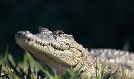 峡谷宝典最新爆料鳄鱼,鳄鱼全新力作揭秘