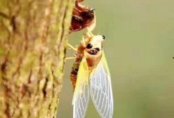 爬蚱市场价最新爆料,爬蚱市场价波动，揭秘热门品种价格走势