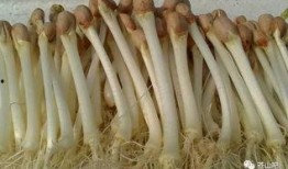 爬蚱市场价最新爆料,爬蚱市场价波动，揭秘热门品种价格走势