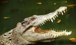 峡谷宝典最新爆料鳄鱼,鳄鱼全新力作揭秘