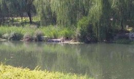 滕州小清河跳河最新爆料,最新爆料揭示惊人真相！”