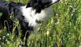 狗花cp最新消息爆料,最新爆料揭秘幕后故事