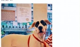 向太最新爆料动态,揭秘娱乐圈惊人内幕