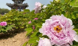 富贵花最新爆料,揭秘娱乐圈背后的惊人真相