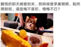 向太最新爆料动态,揭秘娱乐圈惊人内幕